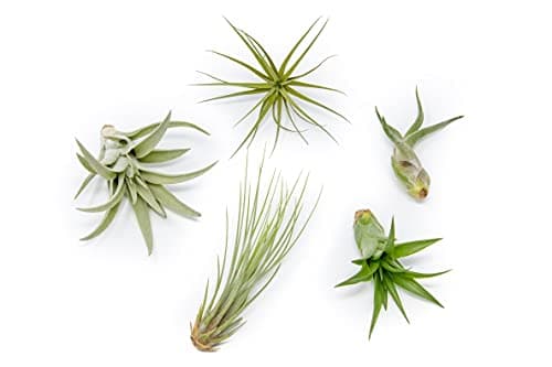 5 Pack of Classic Air Plants Variety - Live Succulent House Plants - Available in Wholesale and Bulk - Home and Garden Decor - Easy Care Indoor/Outdoor Air Plant