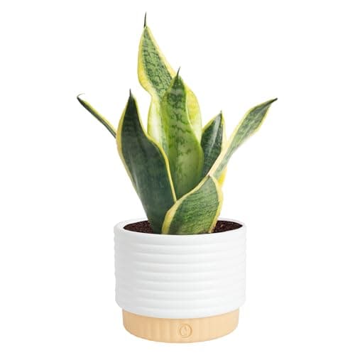 Costa Farms Snake Plant, Sansevieria Live Plant in Decorative Pot, Easy to Maintain, Air Purifying Succulent Indoor Houseplant, Assorted Variety, Home, Room, or Office Décor, 8-12 Inches Tall