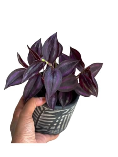 PLANTVERS Purple Jew Live Plant in a 4" Nursery Pot - Low Light Air Purifier - Low Maintenance Houseplant Gift