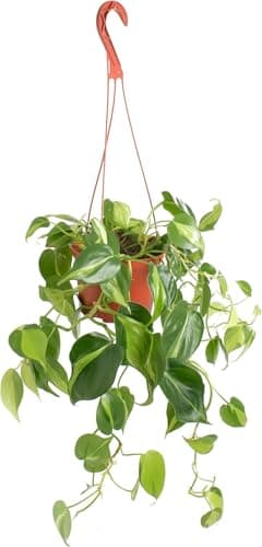 Low Light Hanging Houseplants