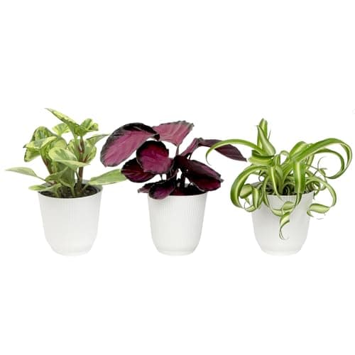 Pet Friendly House Plant Decor 3-Pack, Dog & Cat Safe Plants in 4" White Pots for Home & Office, Grower's Choice Live Houseplants, Approx. 9" Tall, Peperomia, Calathea & More by Plants for Pets