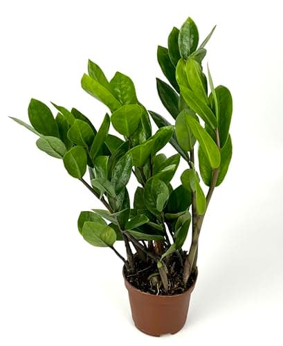 ZZ Plant Low Maintenance Houseplant Large 8"-12" Tall, 4" Pot