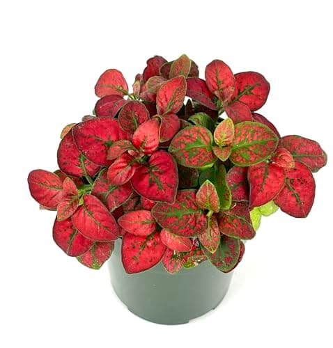 Hypoestes Red Splash Air Purifying Houseplants, 2" Pot
