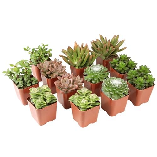 Succulents That Don T Need Sun