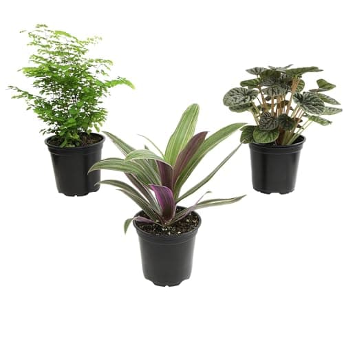 Essential Houseplant Collection (3PK) Live Plants Indoor Plants Live Houseplants in Plant Pots, Easy House Plants Indoors Live, Snake Plant, Pothos in Potting Soil, Clean Air Plants by Plants for Pets