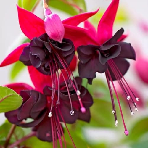 Waipfaru 4Pcs Fake Hanging Plants Artificial Ferns for Outdoors，Fake Ferns UV Resistant Plastic Fake Plants for Indoor Wall Porch Wedding Party Holiday Decor