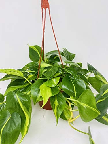 Hirts: House Plant Brazil Philodendron 6" Hanging Basket - Low Light - Easy Care, Green, Modern Style, Air Filtering, Indoor Use