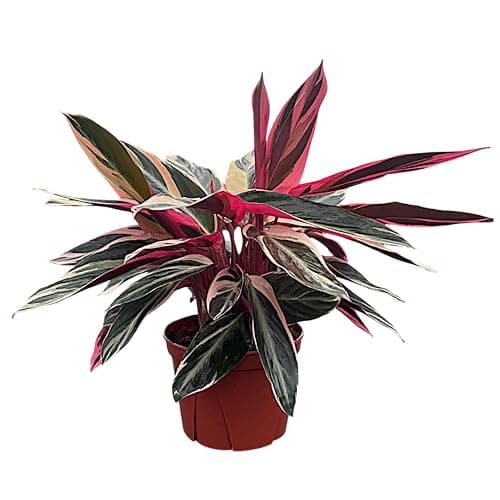 CoollectivePlants Stromanthe Triostar – Live Indoor Plant in 6″ Grower Pot, Easy Care Tropical Houseplant, Low Maintenance Pet-Friendly Rare Houseplant for Home or Office