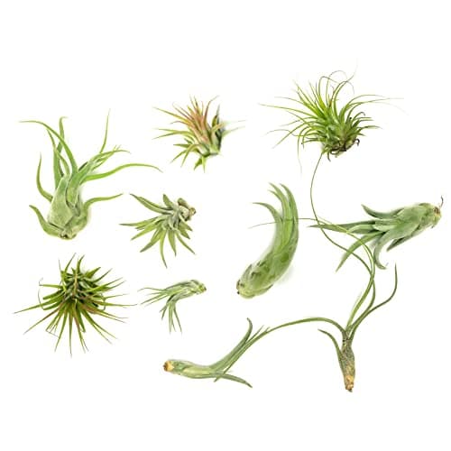 Air Plant Low Light House Plants Box 10PK, Tillandsia Air Plants Live Houseplants Live Indoor Plants Live Succulents Plants Live Terrarium Plants Live, Air Plant Holder Airplant Kit by Plants for Pets