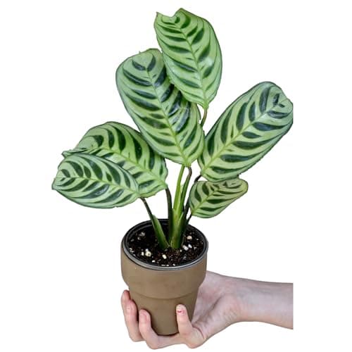 PLANTVERS Live Calathea Burle Marx in 3inch Nursery Pot - Indoor Houseplants - Low Light Office Plant - Air Purifier Plant