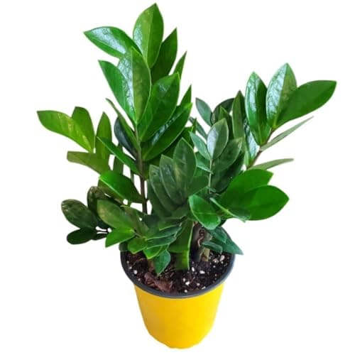 ZZ Plant Live Houseplant – Zamioculcas Zamiifolia in 6-Inch Nursery Pot – Easy Care Indoor Plant for Low Light – Air Purifying, Drought Tolerant – Overall Height 14" to 18"