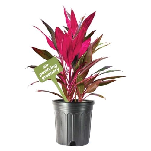American Plant Exchange Ti Plant Sister – 10-Inch Pot – Live Easy Care Indoor Houseplant, Air-Purifying, Bright Light Tropical Plant for Home, Garden Patio Decor
