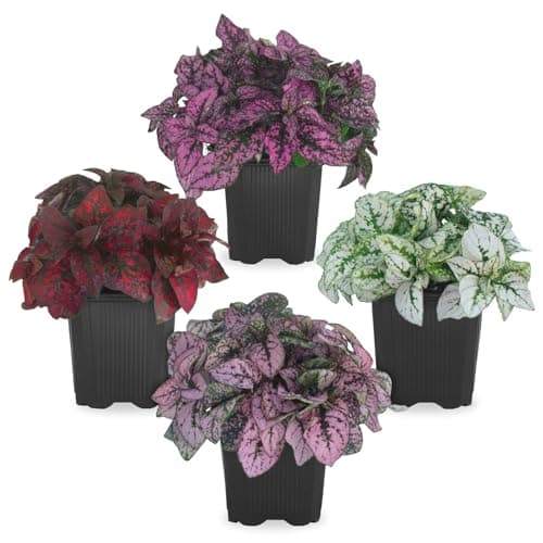 Polka Dot Plant Collection (4-Pack) - Live Houseplants, Small Indoor Plants, Hypoestes (Red, White, Rose, and Pink) - Colorful, Air-Purifying House Plants (Collection)