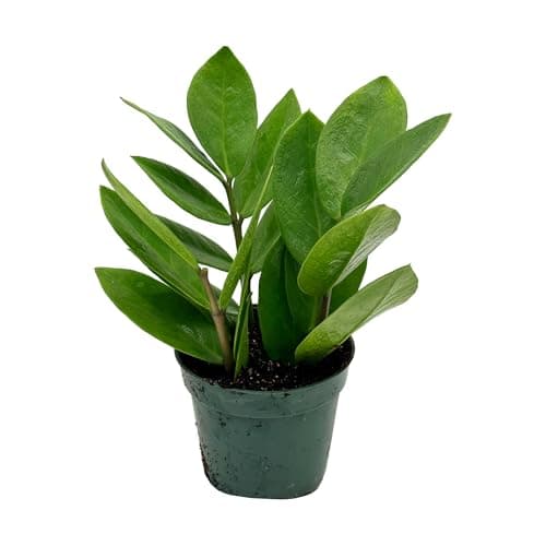 Live ZZ Plant - Zamioculcas zamiifolia - ragnaroc Tropical Plant 6-12” Tall
