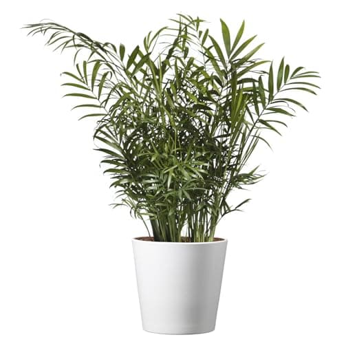 American Plant Exchange Parlor Palm – Live 6-Inch Potted Houseplant with Pot Cover, Easy-Care Air-Purifying Indoor Palm, Low-Light Tropical Plant for Home, Office, Bedroom & Indoor Décor