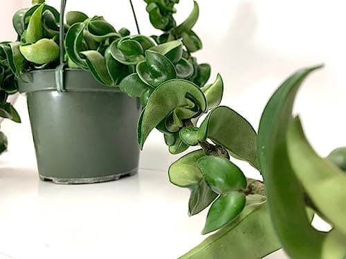 Hoya Compacta aka Hoya Hindu Rope Available in 2" Pot Live Hoya Plant | Air-Purifying Plant