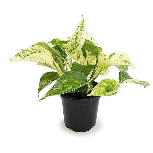 Marble Queen Pothos Plant in 4 Inch Planter Pot for Plants, Low Light Plants Live Houseplants, Pothos Live Plant Decor, Live Plants Indoor Plants Live Houseplants Live Indoor Plants by Plants for Pets