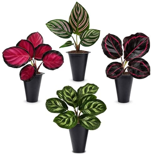 Calathea Collection (4 Pack) Live Plants – Stunning Foliage Prayer Plants Like Orbifolia, Rose Painted, White Star & Dottie – Easy Indoor Tropical Plants – Pet Friendly – Natural Air Purifiers