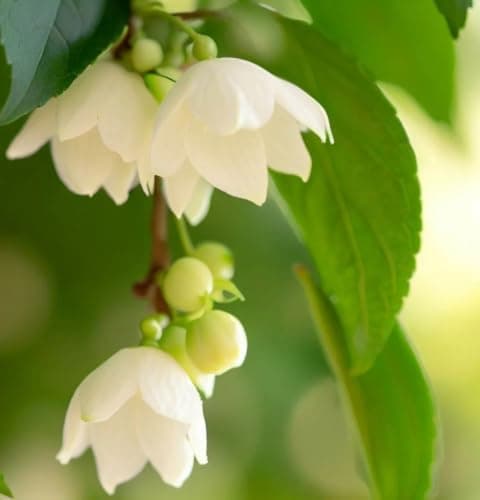 Styrax Japonica (Japanese Snowbell) Tree Seeds, Fragrant Bell-Shaped Flowers, Attractive Foliage, Seeds by MySeeds.Co, You Choose The Amount (0.25 oz)