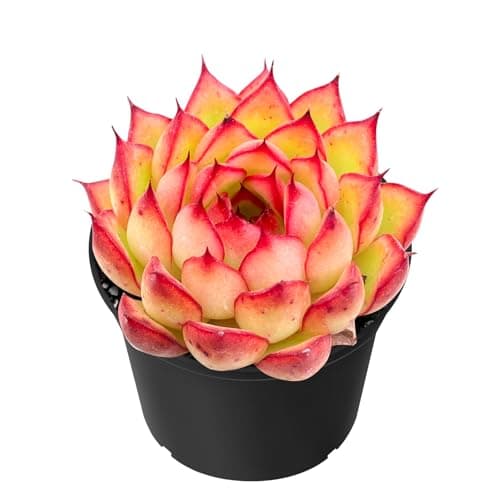 Sprout N Green Echeveria Firefly, Live Rare Succulent Potted 2" Planter, Real House Plant for Party Favors Home Indoor Outdoor Garden Wedding Decoration DIY Projects, Easy to Care, Pet-Friendly