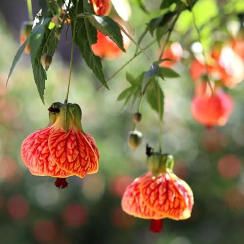 2 Abutilon Plants Live 5-8 Inches Tall - Abutilon Lantern Trailing Hanging Flower Vine Perfect for Enhancing Your Indoor Outdoor Garden (Orange)