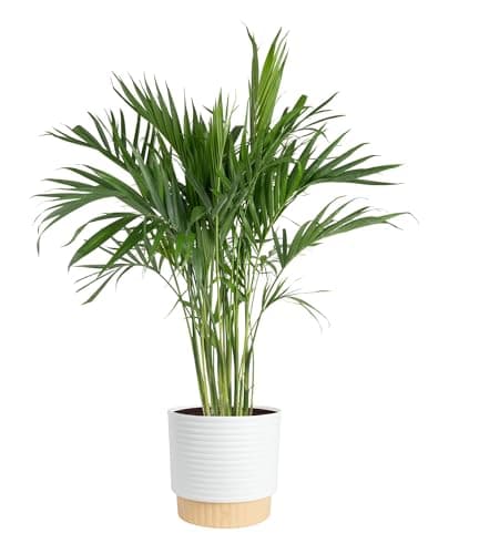 Costa Farms Cat Palm Live Plant in Decorative Pot, Large Indoor Houseplant, Perfect for Home, Room, or Office Decor, Great House Warming or Birthday Gift, 3-4 Feet Tall