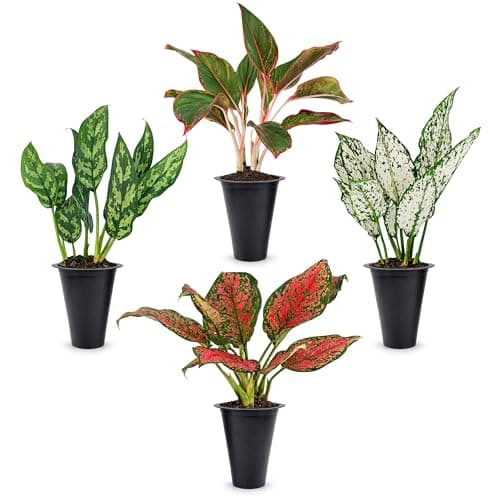 Aglaonema Plant Collection (4 Pack) Live Starter Plants, Rare Chinese Evergreen Houseplants, Indoor Tropical Plants Live, Easy Care Low Light Houseplants, Colorful Foliage Plants, Grower’s Choice