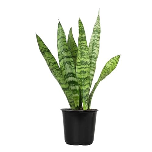 Live Snake Plant, Sansevieria Zeylanica, Indoor House Plant in Pot, Mother in Law Tongue Sansevieria Plant Live, Potted Succulent Plant, Fully Rooted Houseplant in Potting Soil by Plants for Pets
