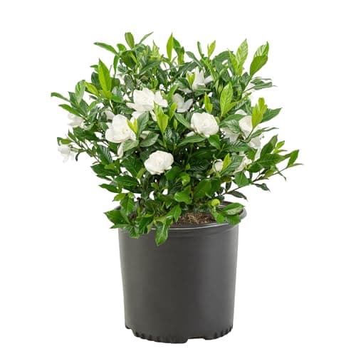 Shrub 2.5 Qt. August Beauty Gardenia