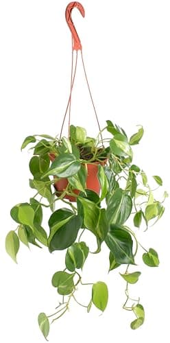 Shop Succulents Brasil Philodenron Heartleaf Hanging Plant, Live Indoor Plant, Easy Care Hanging Ivy Houseplant in Nursery Pot, Air Purifying Plant in Soil, Housewarming, Home Décor, Trails 2-4 Feet
