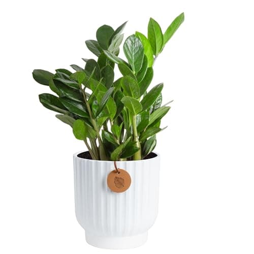 Costa Farms ZZ Live Plant in Decorative Pot, Easy to Maintain, Air Purifying Indoor Houseplant, Perfect for Home, Room, or Office Decor, Great House Warming or Birthday Gift, 12-20 Inches Tall