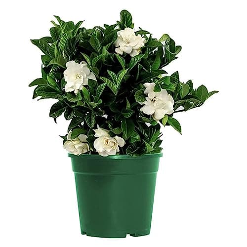 American Plant Exchange Gardenia Bush ‘Mini Veitchii’ – Live 6-Inch Indoor Flowering Plant, Fragrant Houseplant for Home or Office, for Mother's Day & Year-Round Décor