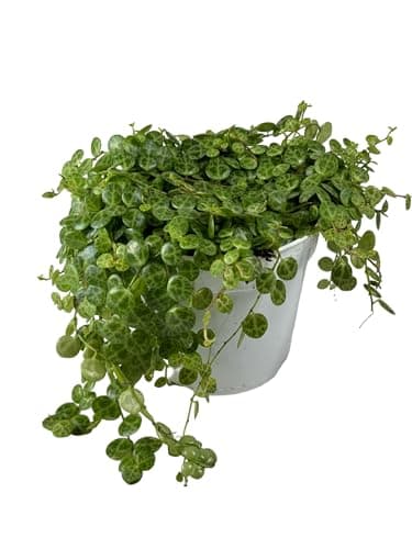 String of Turtles Succulent: Live House Plant, Trailing/Hanging Live Plants, Perfect Succulents Plants Live for Home Décor, Live Plants Houseplants