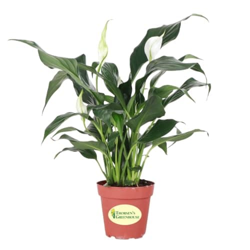 Thorsen's Greenhouse Live Peace Lily Plant, Spathyphylum, Low Light, Natural Air Purifier Live Indoor Plant, 4" Diameter Pot (Growers Pot, 4-inch Pot)