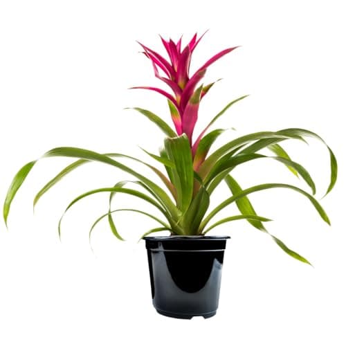 American Plant Exchange Live Bromeliad Guzmania – 6-Inch Pot – Colorful Tropical Houseplant with Bright Long-Lasting Blooms, Easy Care Indoor Plant for Desks, Kitchens, Patios & Home Décor