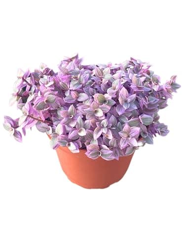 Live Succulent 4" Callisia Repens Pink Lady Turtle Vine, Succulents Plants Live Fully Rooted House Plant for Home Office Decoration, DIY Projects by The Succulent Cult