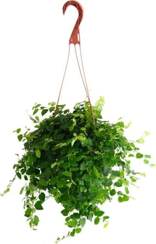 Shop Succulents Ficus Repens Creeping Fig, Live Indoor Plant, Low Maintenance Trailing Houseplant, Ideal for Home Decor, Office, and Room Enhancement, 6 Inch Nursery Pot