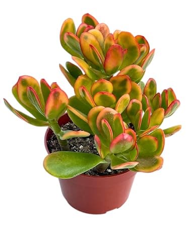 Jade Plant 4" Crassulla Ovata Hummel's Sunset Succulent Plants Live, Easy to Grow Hard to Kill Houseplant by The Succulent Cult
