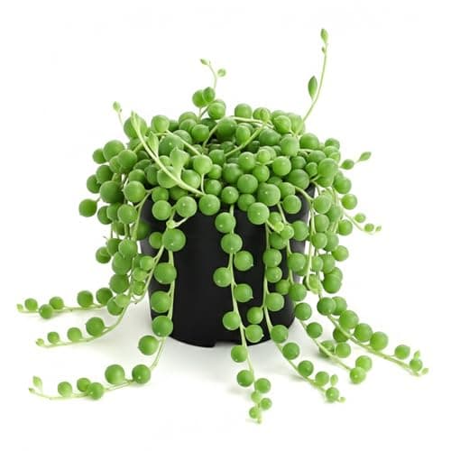 Live Succulent String of Pearls, Easy Care, 2 Inch Fully Rooted Potted Indoor Plant for Home Decor