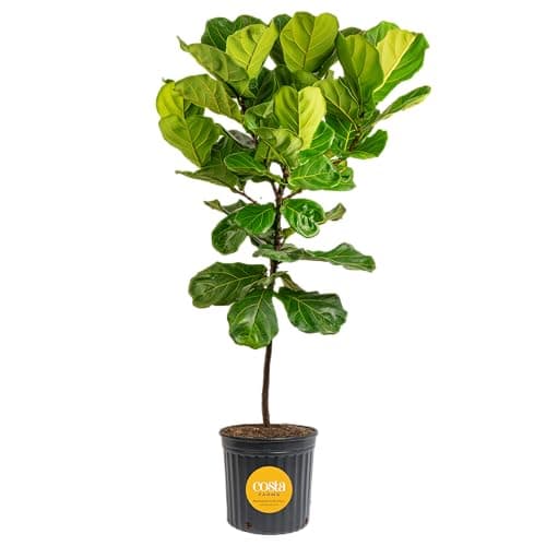 Costa Farms Fiddle Leaf Fig Tree Live Plant in Plastic Pot, Large Indoor Houseplant, Perfect for Home, Room, or Office Decor, Great House Warming or Birthday Gift, 5-6 Feet Tall