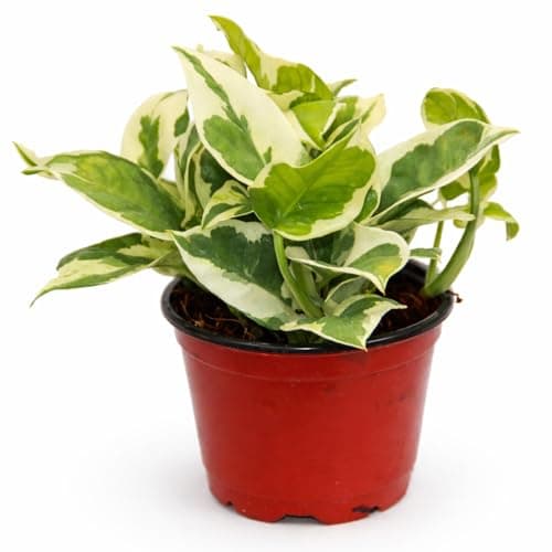 Live Plant Pothos N'Joy 4” – Easy-Care Variegated Houseplant for Low Light – Air-Purifying Indoor Plant (Heat Pack Included)