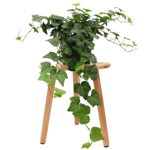American Plant Exchange English Ivy – Live 6-Inch Potted Trailing Vine, Low-Maintenance Air-Purifying Houseplant for Hanging Baskets, Shelves & Indoor Home or Office Décor