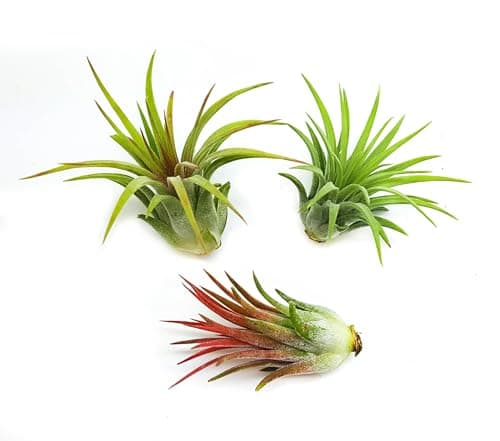 Low Light Air Plants