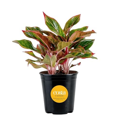 Costa Farms Chinese Evergreen Live Plant, Aglaonema, Easy Care Low Light Houseplant in Nursery Pot, Potted in Potting Soil Mix, Housewarming, Unique Home or Room Decor, 1-2 Feet Tall