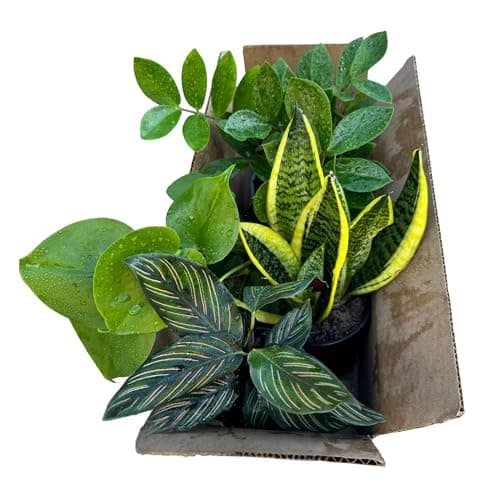 PLANTVERS Set of 4 Assorted Indoor Plants in 4" Grow Pots – Live Houseplants – Easy Care Houseplants - Low Light & Air Purifying Decorative Plants
