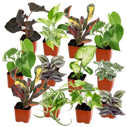 Easy to Grow Houseplants (12 Pack) Live House Plants in Plant Containers, Growers Choice Plant Set in Planters with Potting Soil Mix, Home Décor Planting Kit or Outdoor Garden Gifts by Plants for Pets