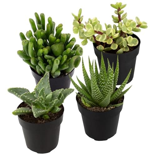 Altman Plants, Assorted Succulents Plants Live Houseplants (4PK), Succulent Plants Home Office Plants Live Indoor Plants, Live Plants Indoor House Plants, Easy Care Plants, Desk Plants, Kitchen Plants