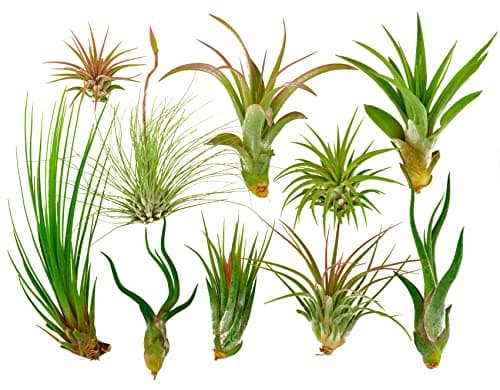It Blooms Rainforest Grown 10 Pack Assorted Air Plants - Live Tillandsia - Easy Care House Plants -