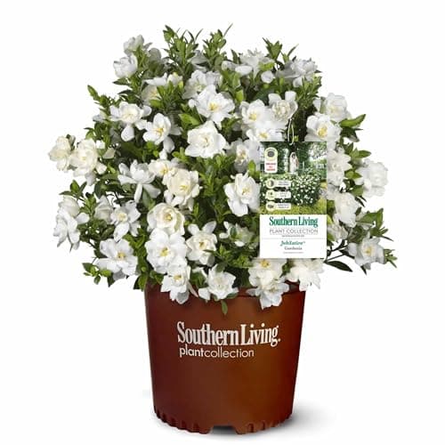 Perfect Plants Jubilation Gardenia by Southern Living in 1 Gal. Grower’s Pot | Fragrant, Compact White Flowering Shrub | Blooms Spring Through Fall | Attracts Pollinators | Easy to Grow | Zones 7-10