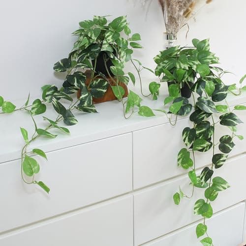 NYGardenia 3 Reverse Variegated Spider Plant Cuttings – Fast-Growing Indoor Houseplants – Easy to Grow Hanging Basket Greenery for Home or Office Décor